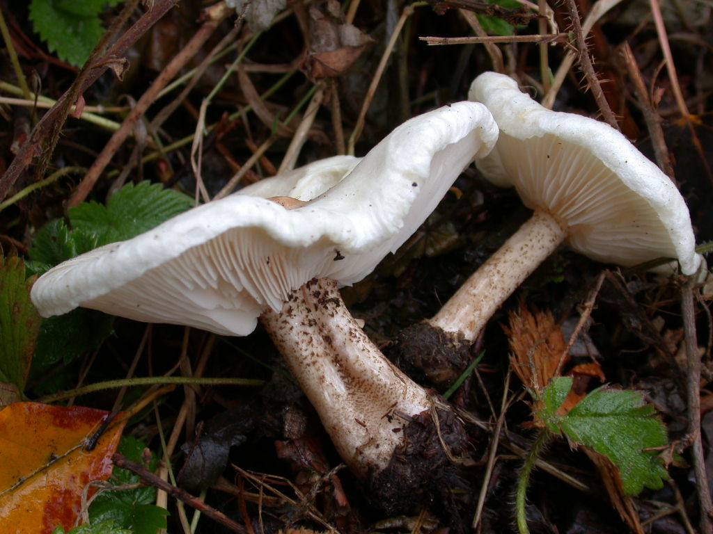 Ti mancava il ... QUIZ !!!